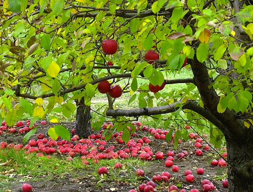 Elma Ağacının Özellikleri